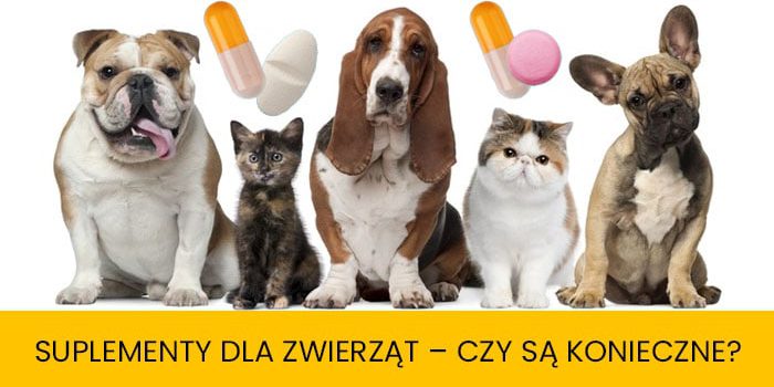 Suplementy dla zwierząt – czy zawsze są konieczne_1